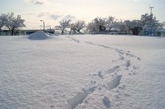 2012.2.24雪景色3.jpg
