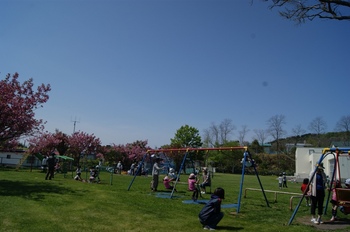 2012.5.25園庭、桜.jpg
