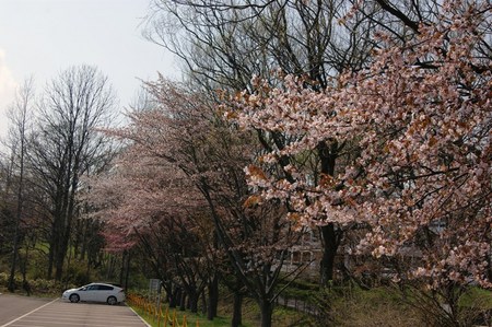 2012.5.9桜１.jpg