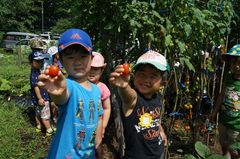 2013.8.20トマト収穫1.jpg