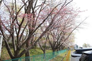 2025.4.28桜開花1.JPG