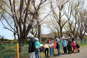 2025.4.28桜開花2.JPG