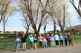 2025.4.28桜開花3.JPG