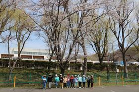 2025.4.28桜開花4.JPG