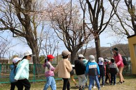 2025.4.28桜開花5.JPG
