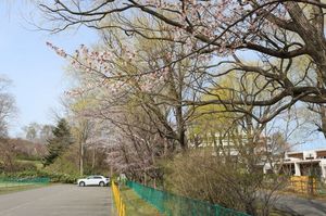 2025.4.28桜開花6.JPG