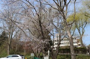 2025.4.28桜開花7.JPG