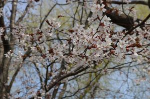 2025.4.28桜開花8.JPG