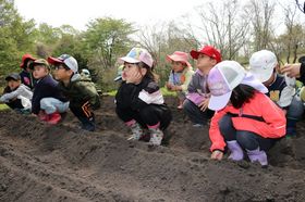2025.5.14枝豆、いも1.JPG