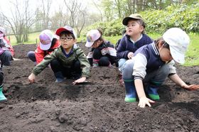 2025.5.14枝豆、いも10.JPG