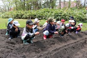 2025.5.14枝豆、いも2.JPG