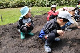 2025.5.14枝豆、いも4.JPG