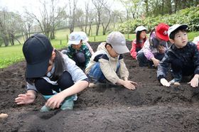 2025.5.14枝豆、いも6.JPG