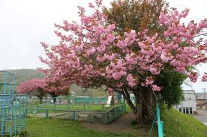 2025.5.15桜1.JPG