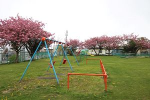 2025.5.15桜2.JPG