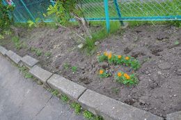 2025.6.24花壇1.JPG