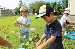 2025.8.27枝豆収穫14.JPG