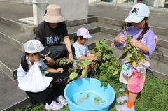 2025.8.27枝豆収穫15.JPG