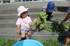 2025.8.27枝豆収穫16.JPG