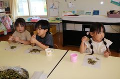 2025.8.27枝豆収穫25.JPG