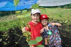 2025.8.27枝豆収穫8.JPG