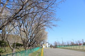 2026.4.16グラウンド桜2.JPG
