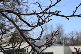 2026.4.16園庭3.JPG