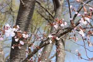 2026.4.20さくら2.JPG