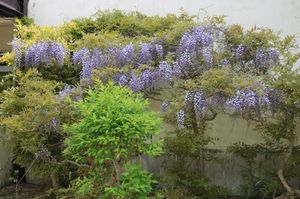 2026.5.27藤の花1.JPG